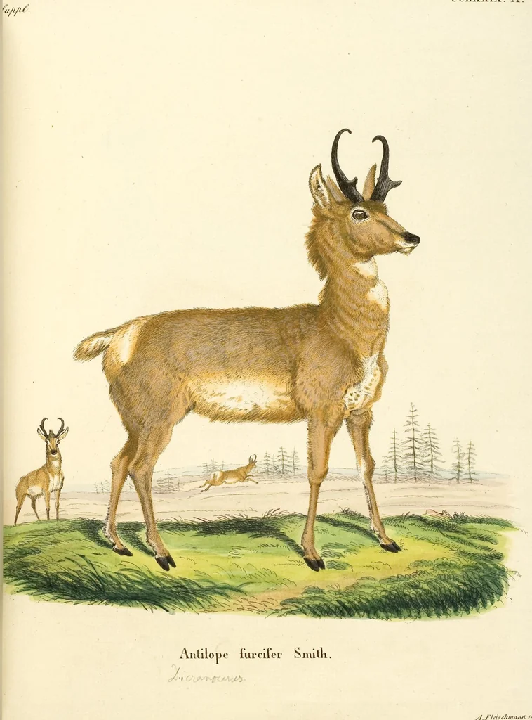 An illustration from (Tafelband 2): Theil 4 - 7 und Supplement 3 u. 4: Taf. CLXVI - CCCLXXXIV, 1792, leaf 233