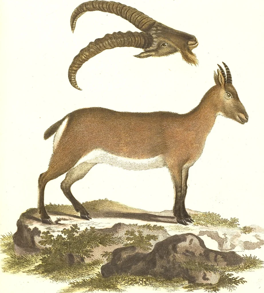An illustration from (Tafelband 2): Theil 4 - 7 und Supplement 3 u. 4: Taf. CLXVI - CCCLXXXIV, 1792, leaf 237
