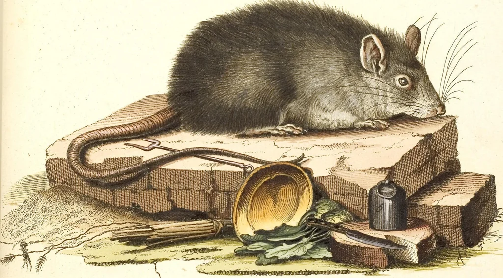 An illustration from (Tafelband 2): Theil 4 - 7 und Supplement 3 u. 4: Taf. CLXVI - CCCLXXXIV, 1792, leaf 24
