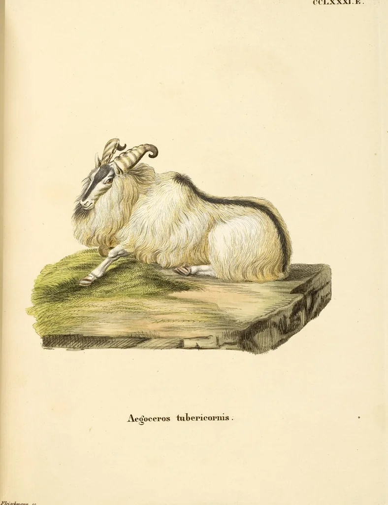 An illustration from (Tafelband 2): Theil 4 - 7 und Supplement 3 u. 4: Taf. CLXVI - CCCLXXXIV, 1792, leaf 240