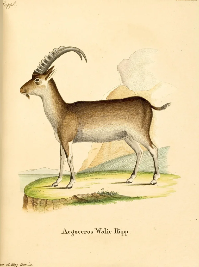 An illustration from (Tafelband 2): Theil 4 - 7 und Supplement 3 u. 4: Taf. CLXVI - CCCLXXXIV, 1792, leaf 241