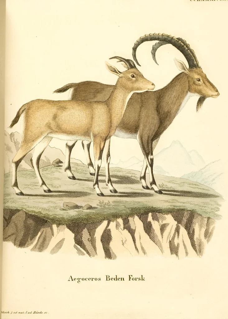 An illustration from (Tafelband 2): Theil 4 - 7 und Supplement 3 u. 4: Taf. CLXVI - CCCLXXXIV, 1792, leaf 242