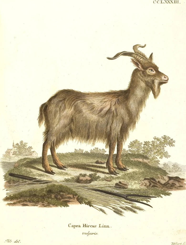 An illustration from (Tafelband 2): Theil 4 - 7 und Supplement 3 u. 4: Taf. CLXVI - CCCLXXXIV, 1792, leaf 244
