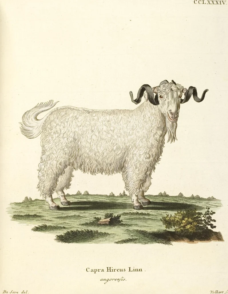 An illustration from (Tafelband 2): Theil 4 - 7 und Supplement 3 u. 4: Taf. CLXVI - CCCLXXXIV, 1792, leaf 245