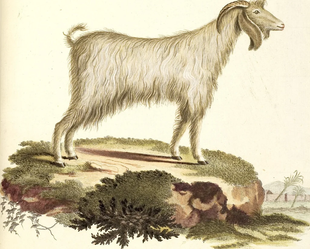 An illustration from (Tafelband 2): Theil 4 - 7 und Supplement 3 u. 4: Taf. CLXVI - CCCLXXXIV, 1792, leaf 246