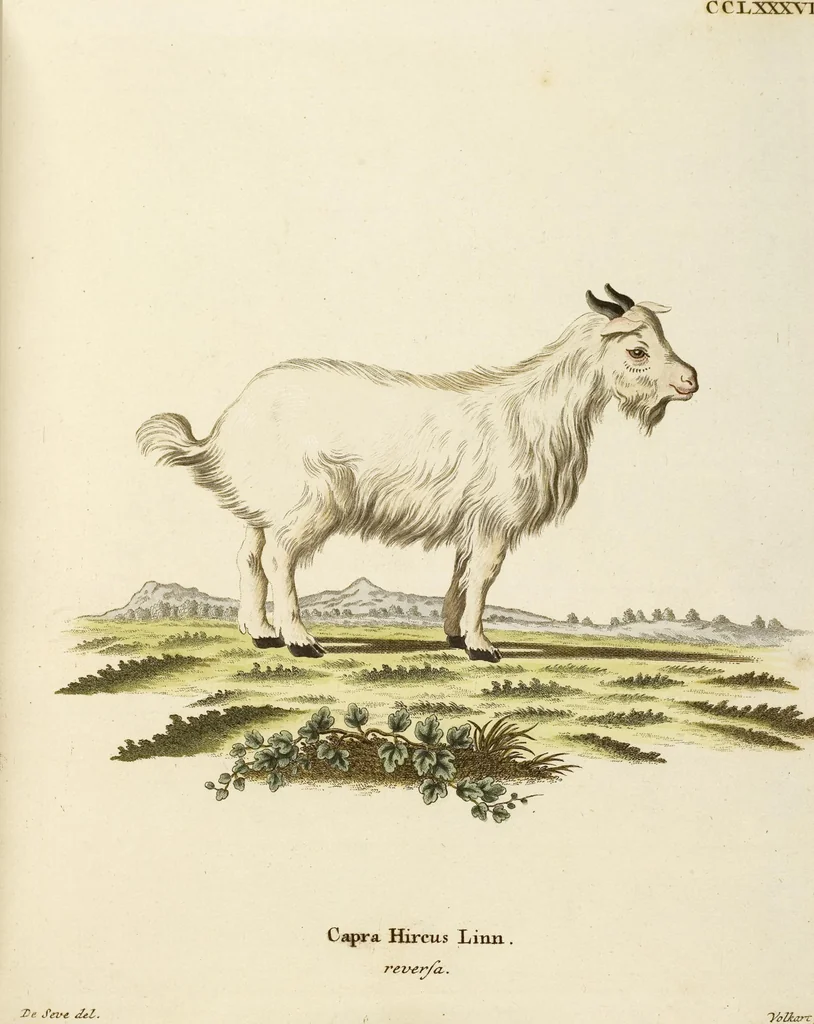An illustration from (Tafelband 2): Theil 4 - 7 und Supplement 3 u. 4: Taf. CLXVI - CCCLXXXIV, 1792, leaf 247