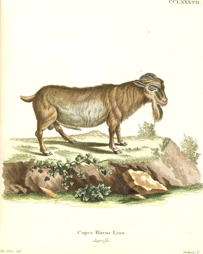 An illustration from (Tafelband 2): Theil 4 - 7 und Supplement 3 u. 4: Taf. CLXVI - CCCLXXXIV, 1792, leaf 249