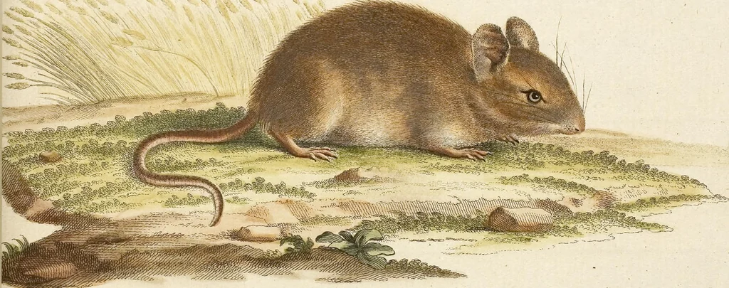 An illustration from (Tafelband 2): Theil 4 - 7 und Supplement 3 u. 4: Taf. CLXVI - CCCLXXXIV, 1792, leaf 25