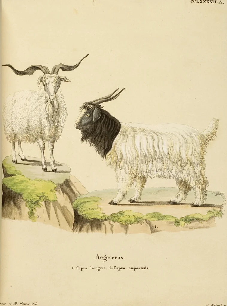 An illustration from (Tafelband 2): Theil 4 - 7 und Supplement 3 u. 4: Taf. CLXVI - CCCLXXXIV, 1792, leaf 250