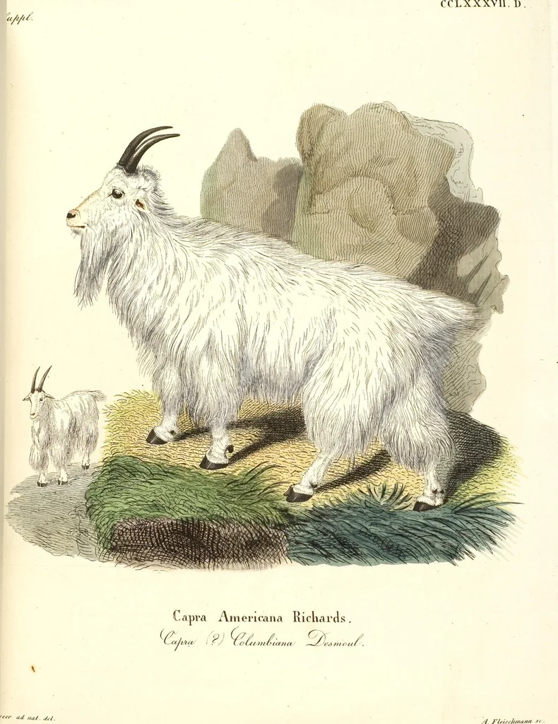 An illustration from (Tafelband 2): Theil 4 - 7 und Supplement 3 u. 4: Taf. CLXVI - CCCLXXXIV, 1792, leaf 253