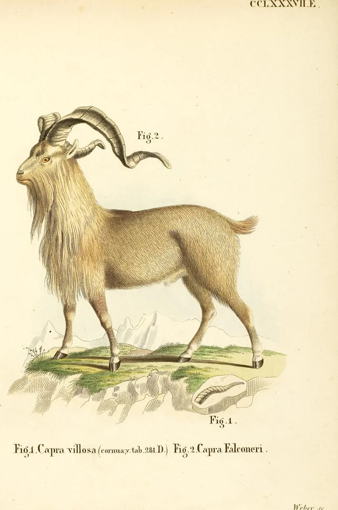 An illustration from (Tafelband 2): Theil 4 - 7 und Supplement 3 u. 4: Taf. CLXVI - CCCLXXXIV, 1792, leaf 254