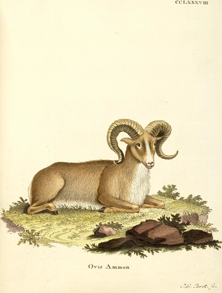 An illustration from (Tafelband 2): Theil 4 - 7 und Supplement 3 u. 4: Taf. CLXVI - CCCLXXXIV, 1792, leaf 257