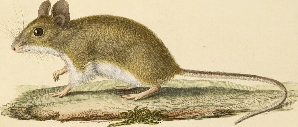 An illustration from (Tafelband 2): Theil 4 - 7 und Supplement 3 u. 4: Taf. CLXVI - CCCLXXXIV, 1792, leaf 26