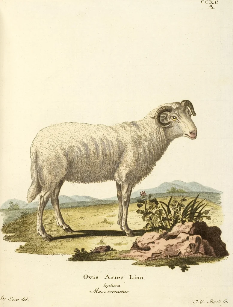 An illustration from (Tafelband 2): Theil 4 - 7 und Supplement 3 u. 4: Taf. CLXVI - CCCLXXXIV, 1792, leaf 261