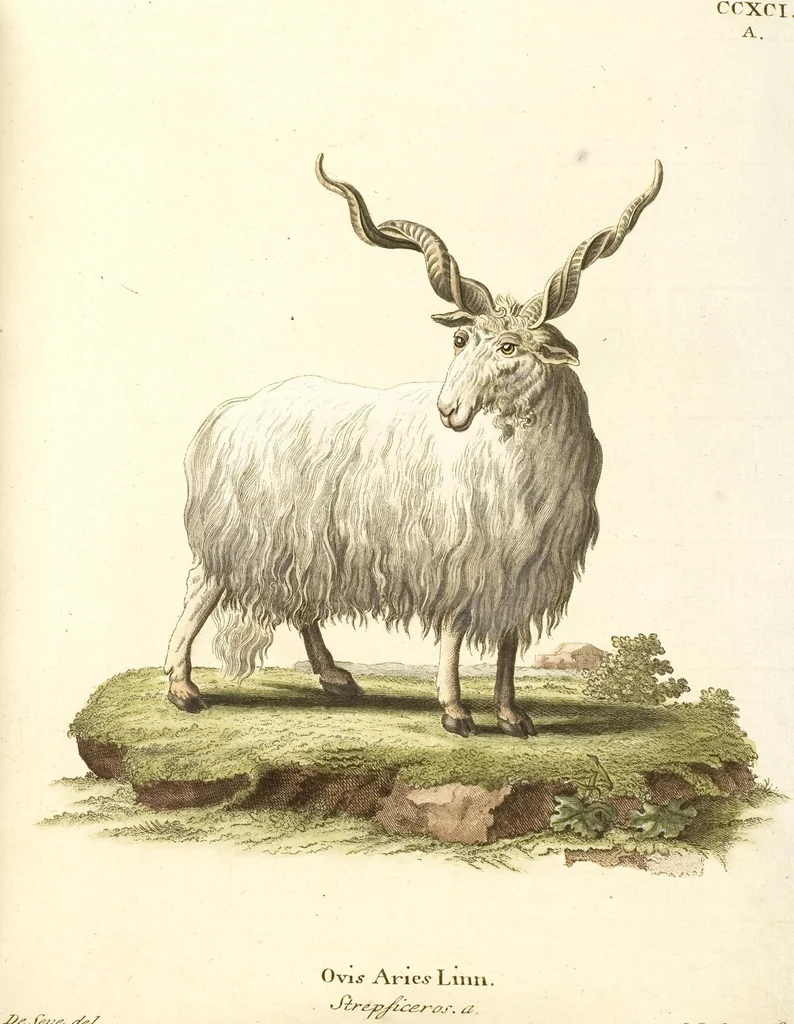An illustration from (Tafelband 2): Theil 4 - 7 und Supplement 3 u. 4: Taf. CLXVI - CCCLXXXIV, 1792, leaf 263