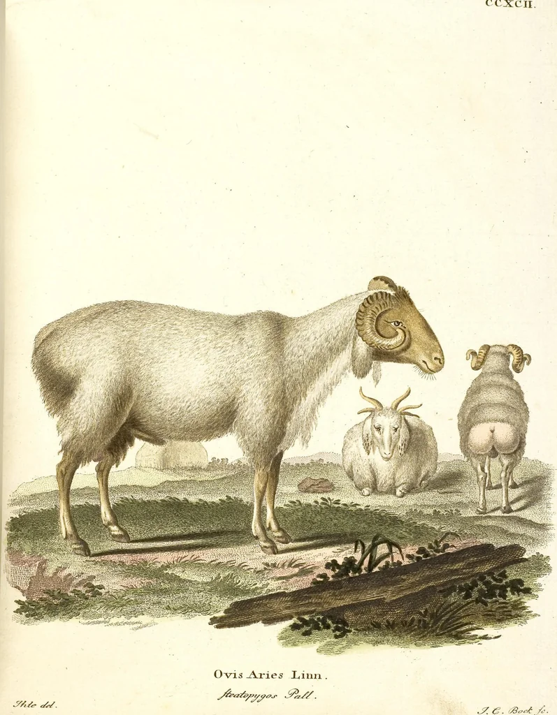 An illustration from (Tafelband 2): Theil 4 - 7 und Supplement 3 u. 4: Taf. CLXVI - CCCLXXXIV, 1792, leaf 265