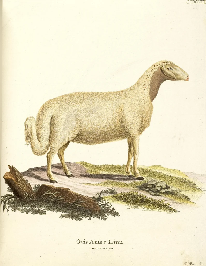 An illustration from (Tafelband 2): Theil 4 - 7 und Supplement 3 u. 4: Taf. CLXVI - CCCLXXXIV, 1792, leaf 266