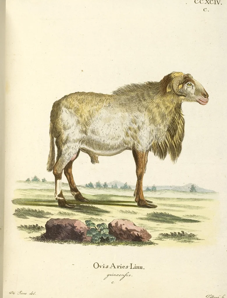 An illustration from (Tafelband 2): Theil 4 - 7 und Supplement 3 u. 4: Taf. CLXVI - CCCLXXXIV, 1792, leaf 269