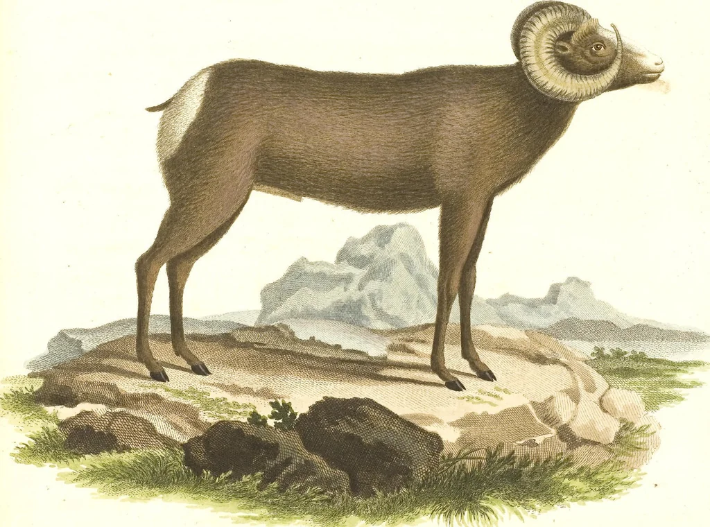 An illustration from (Tafelband 2): Theil 4 - 7 und Supplement 3 u. 4: Taf. CLXVI - CCCLXXXIV, 1792, leaf 270