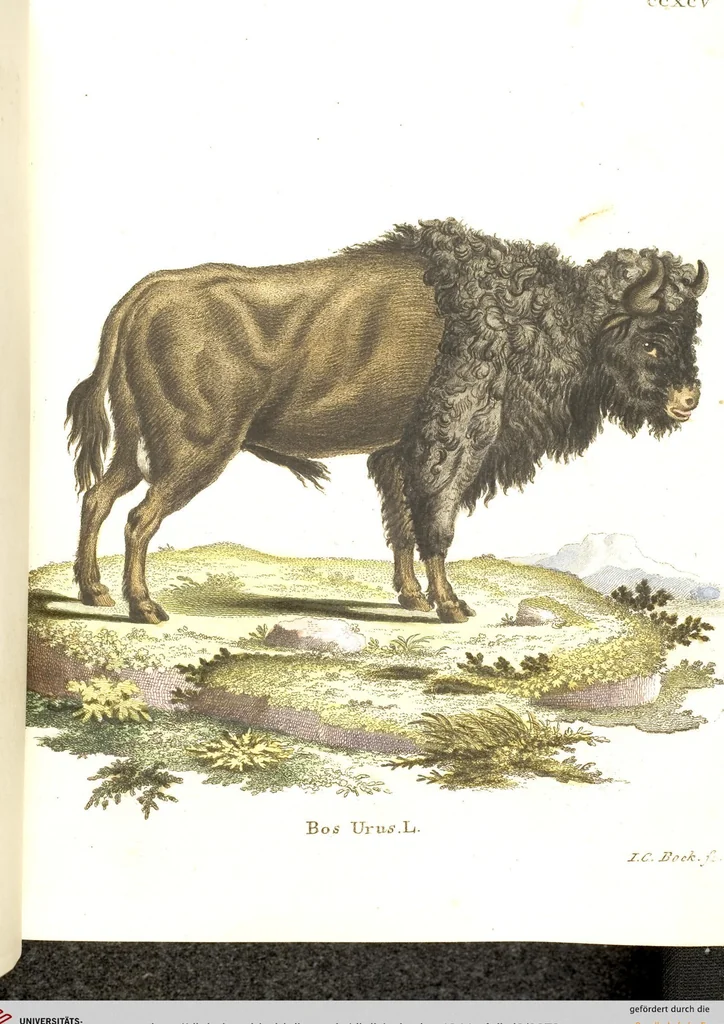 An illustration from (Tafelband 2): Theil 4 - 7 und Supplement 3 u. 4: Taf. CLXVI - CCCLXXXIV, 1792, leaf 272