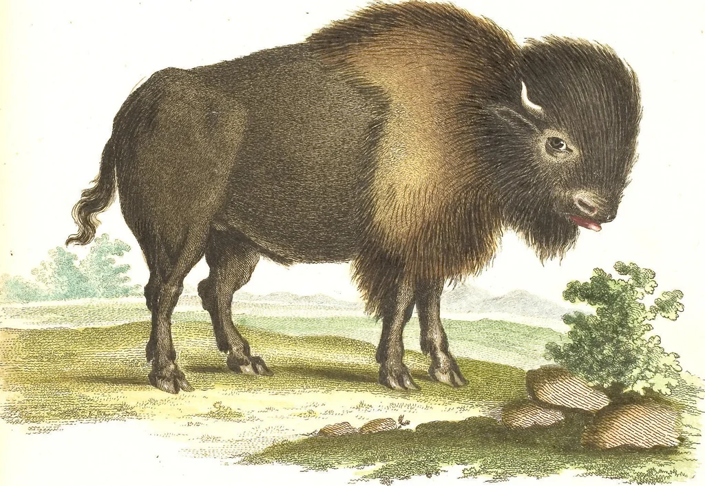 An illustration from (Tafelband 2): Theil 4 - 7 und Supplement 3 u. 4: Taf. CLXVI - CCCLXXXIV, 1792, leaf 275
