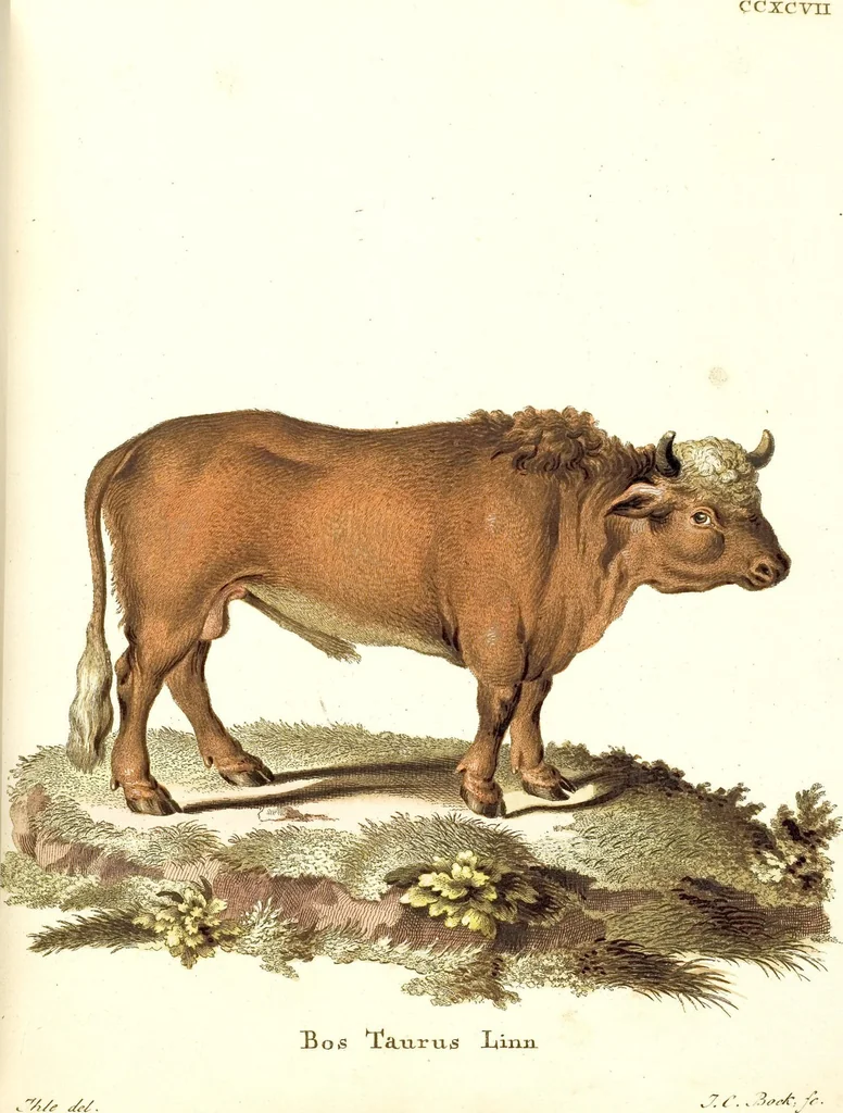 An illustration from (Tafelband 2): Theil 4 - 7 und Supplement 3 u. 4: Taf. CLXVI - CCCLXXXIV, 1792, leaf 276