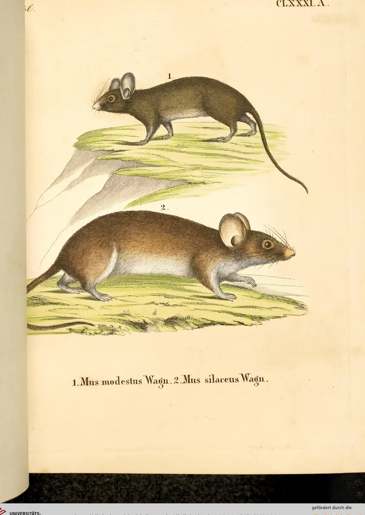 An illustration from (Tafelband 2): Theil 4 - 7 und Supplement 3 u. 4: Taf. CLXVI - CCCLXXXIV, 1792, leaf 28