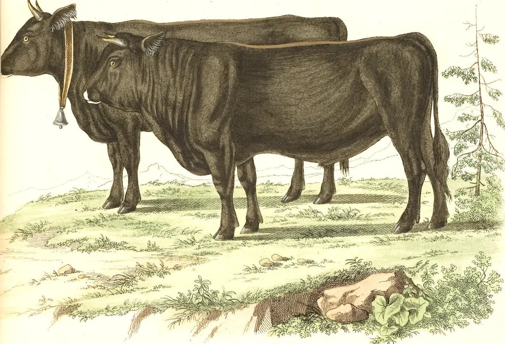 An illustration from (Tafelband 2): Theil 4 - 7 und Supplement 3 u. 4: Taf. CLXVI - CCCLXXXIV, 1792, leaf 280