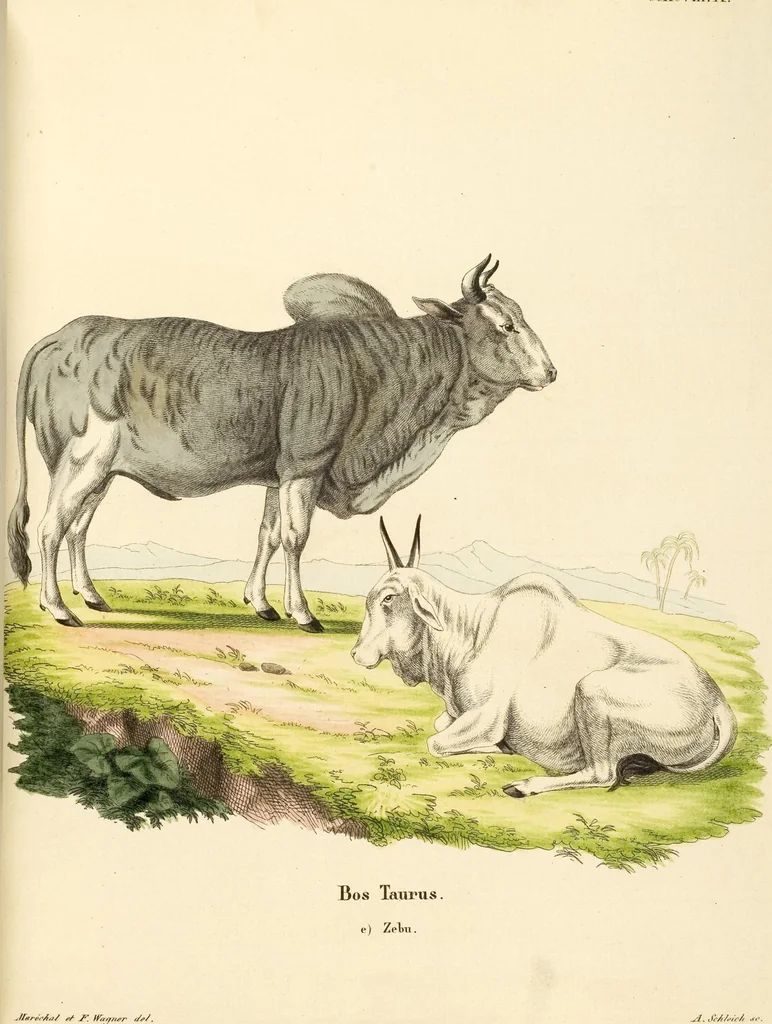 An illustration from (Tafelband 2): Theil 4 - 7 und Supplement 3 u. 4: Taf. CLXVI - CCCLXXXIV, 1792, leaf 282