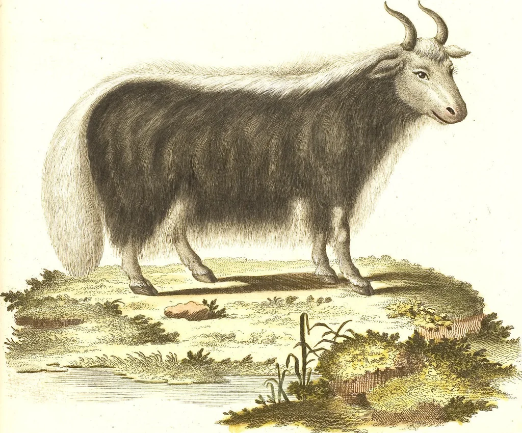 An illustration from (Tafelband 2): Theil 4 - 7 und Supplement 3 u. 4: Taf. CLXVI - CCCLXXXIV, 1792, leaf 283