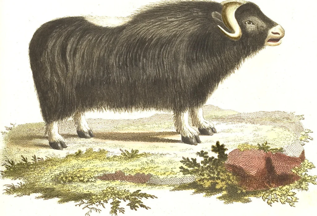 An illustration from (Tafelband 2): Theil 4 - 7 und Supplement 3 u. 4: Taf. CLXVI - CCCLXXXIV, 1792, leaf 288