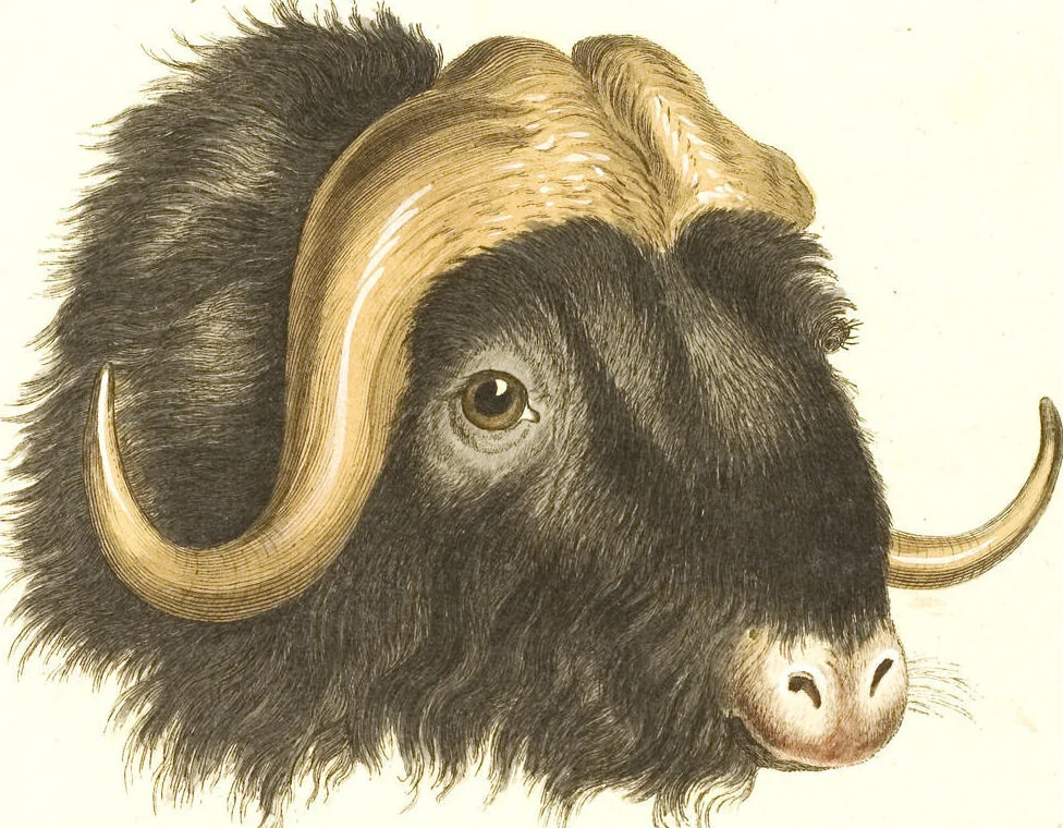 An illustration from (Tafelband 2): Theil 4 - 7 und Supplement 3 u. 4: Taf. CLXVI - CCCLXXXIV, 1792, leaf 289