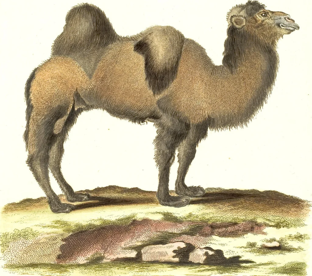 An illustration from (Tafelband 2): Theil 4 - 7 und Supplement 3 u. 4: Taf. CLXVI - CCCLXXXIV, 1792, leaf 291