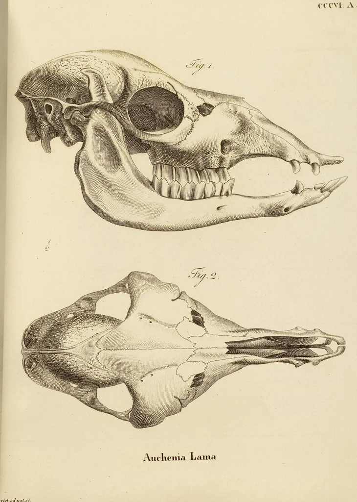 An illustration from (Tafelband 2): Theil 4 - 7 und Supplement 3 u. 4: Taf. CLXVI - CCCLXXXIV, 1792, leaf 294