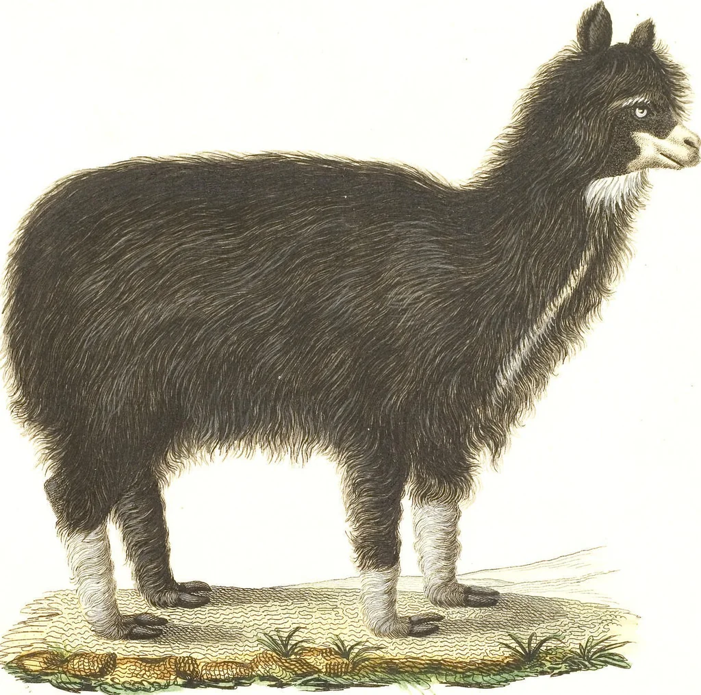 An illustration from (Tafelband 2): Theil 4 - 7 und Supplement 3 u. 4: Taf. CLXVI - CCCLXXXIV, 1792, leaf 296