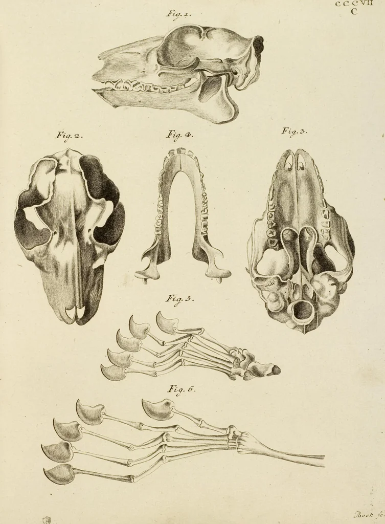 An illustration from (Tafelband 2): Theil 4 - 7 und Supplement 3 u. 4: Taf. CLXVI - CCCLXXXIV, 1792, leaf 298