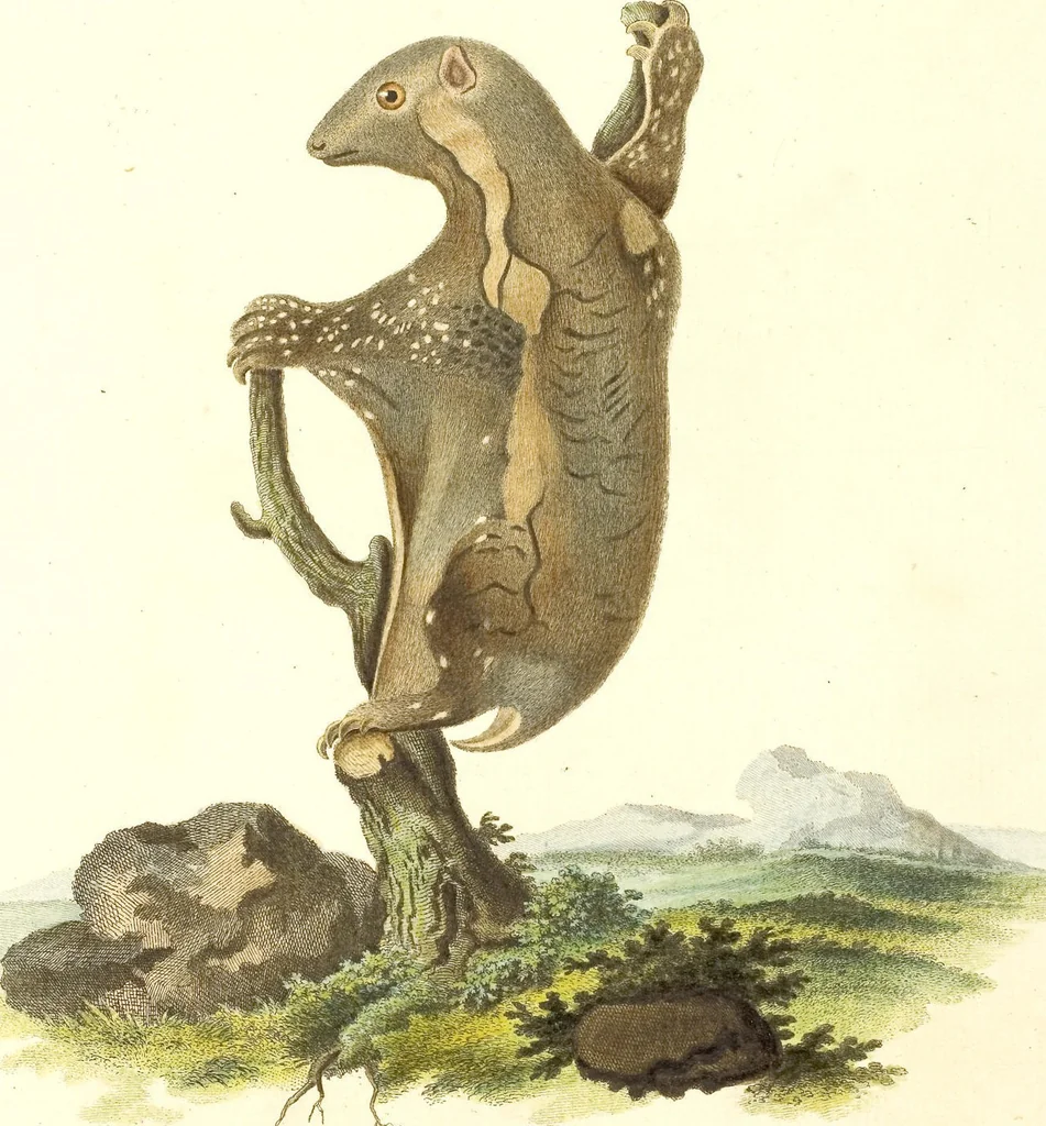An illustration from (Tafelband 2): Theil 4 - 7 und Supplement 3 u. 4: Taf. CLXVI - CCCLXXXIV, 1792, leaf 299