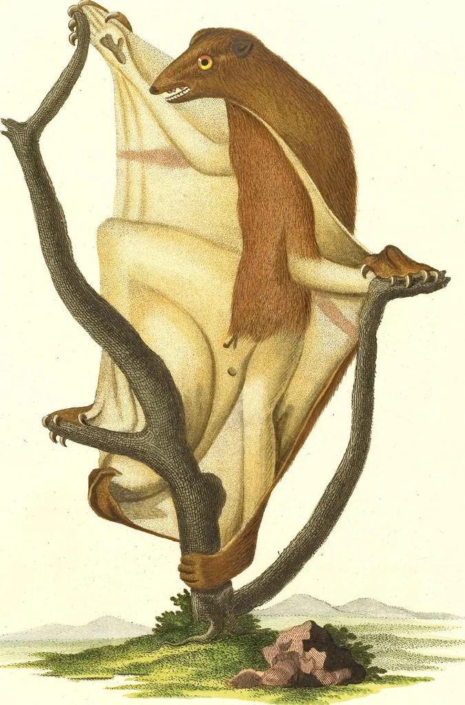An illustration from (Tafelband 2): Theil 4 - 7 und Supplement 3 u. 4: Taf. CLXVI - CCCLXXXIV, 1792, leaf 300