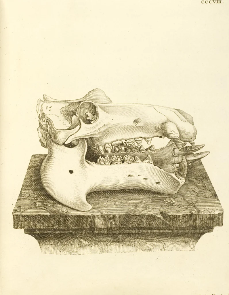 An illustration from (Tafelband 2): Theil 4 - 7 und Supplement 3 u. 4: Taf. CLXVI - CCCLXXXIV, 1792, leaf 301