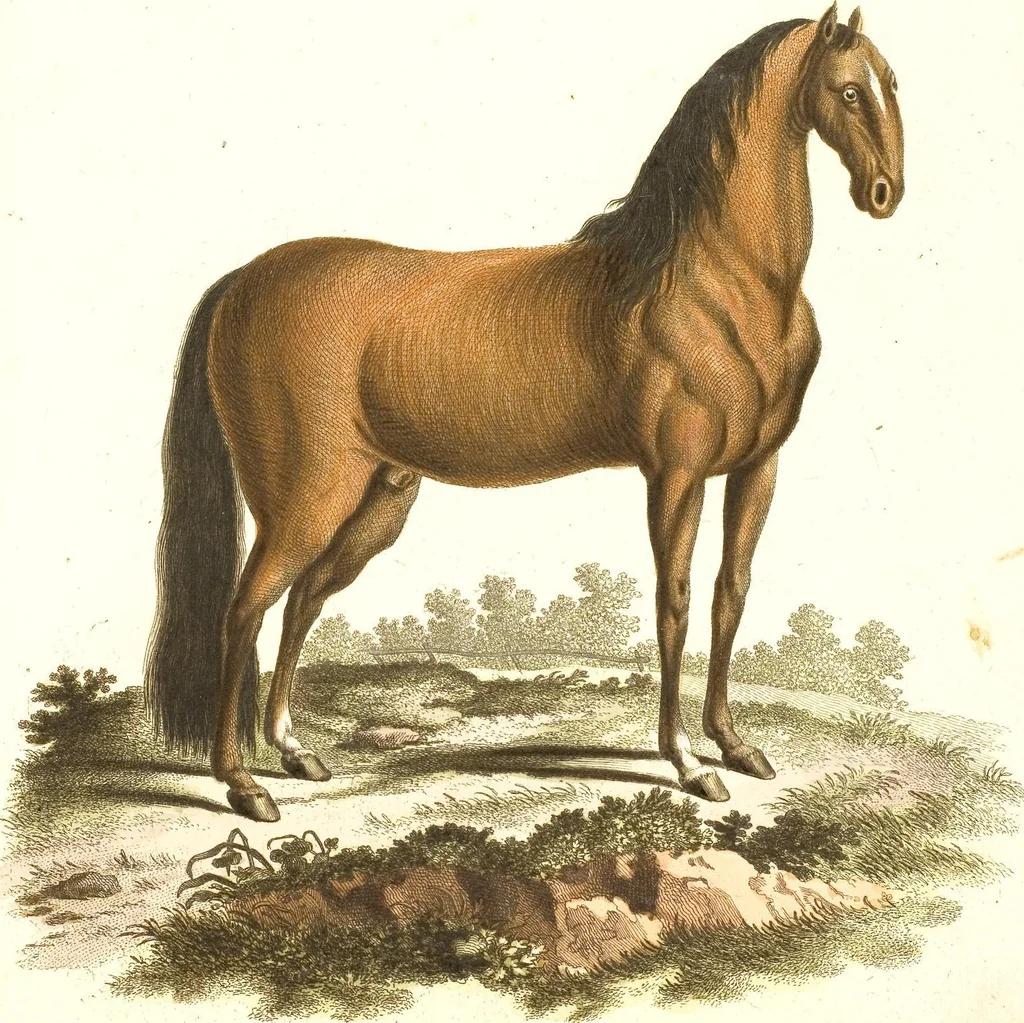 An illustration from (Tafelband 2): Theil 4 - 7 und Supplement 3 u. 4: Taf. CLXVI - CCCLXXXIV, 1792, leaf 303