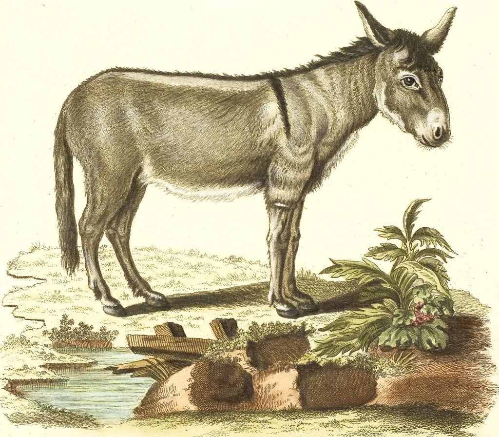 An illustration from (Tafelband 2): Theil 4 - 7 und Supplement 3 u. 4: Taf. CLXVI - CCCLXXXIV, 1792, leaf 306