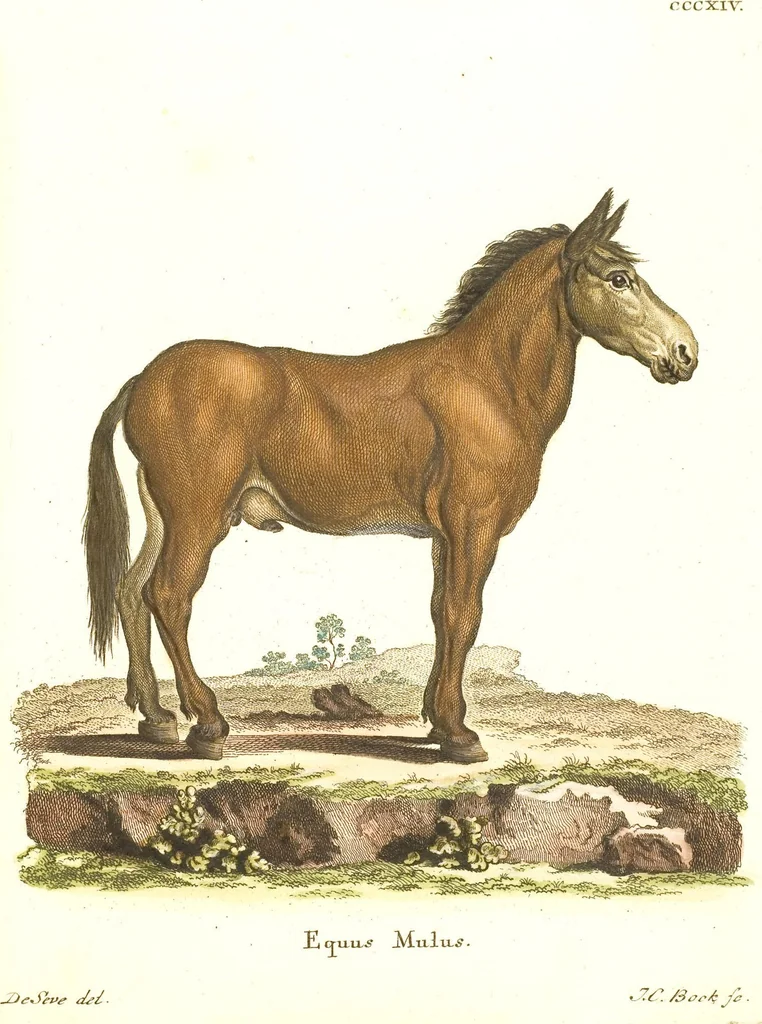 An illustration from (Tafelband 2): Theil 4 - 7 und Supplement 3 u. 4: Taf. CLXVI - CCCLXXXIV, 1792, leaf 307