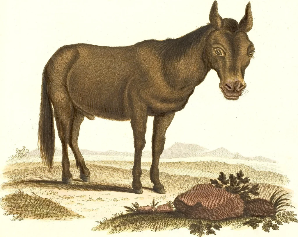 An illustration from (Tafelband 2): Theil 4 - 7 und Supplement 3 u. 4: Taf. CLXVI - CCCLXXXIV, 1792, leaf 308