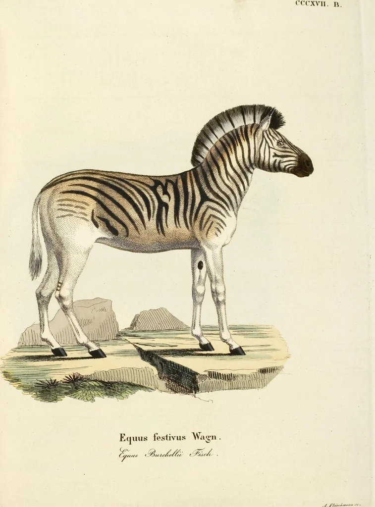 An illustration from (Tafelband 2): Theil 4 - 7 und Supplement 3 u. 4: Taf. CLXVI - CCCLXXXIV, 1792, leaf 313