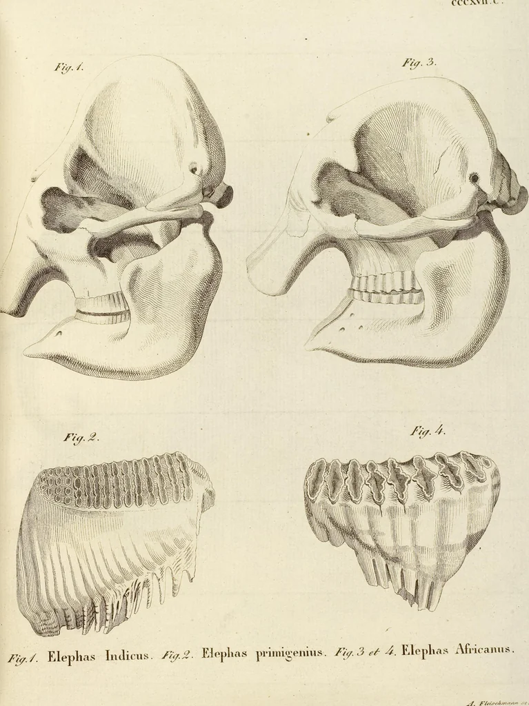 An illustration from (Tafelband 2): Theil 4 - 7 und Supplement 3 u. 4: Taf. CLXVI - CCCLXXXIV, 1792, leaf 314