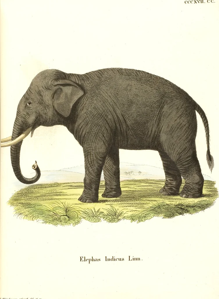 An illustration from (Tafelband 2): Theil 4 - 7 und Supplement 3 u. 4: Taf. CLXVI - CCCLXXXIV, 1792, leaf 315