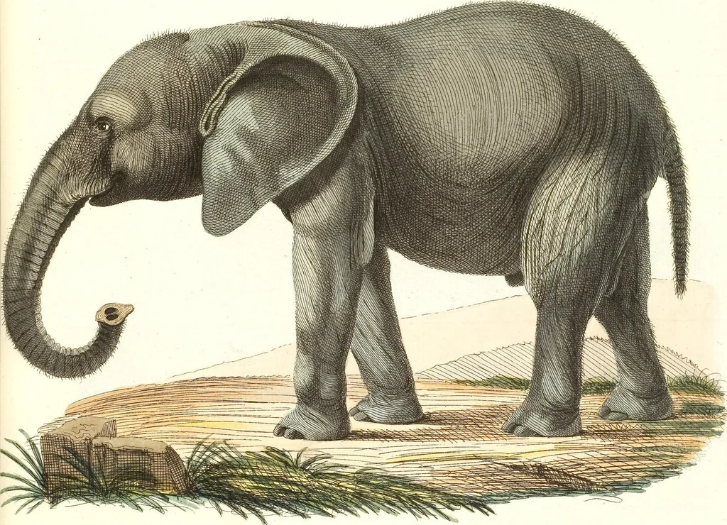 An illustration from (Tafelband 2): Theil 4 - 7 und Supplement 3 u. 4: Taf. CLXVI - CCCLXXXIV, 1792, leaf 316