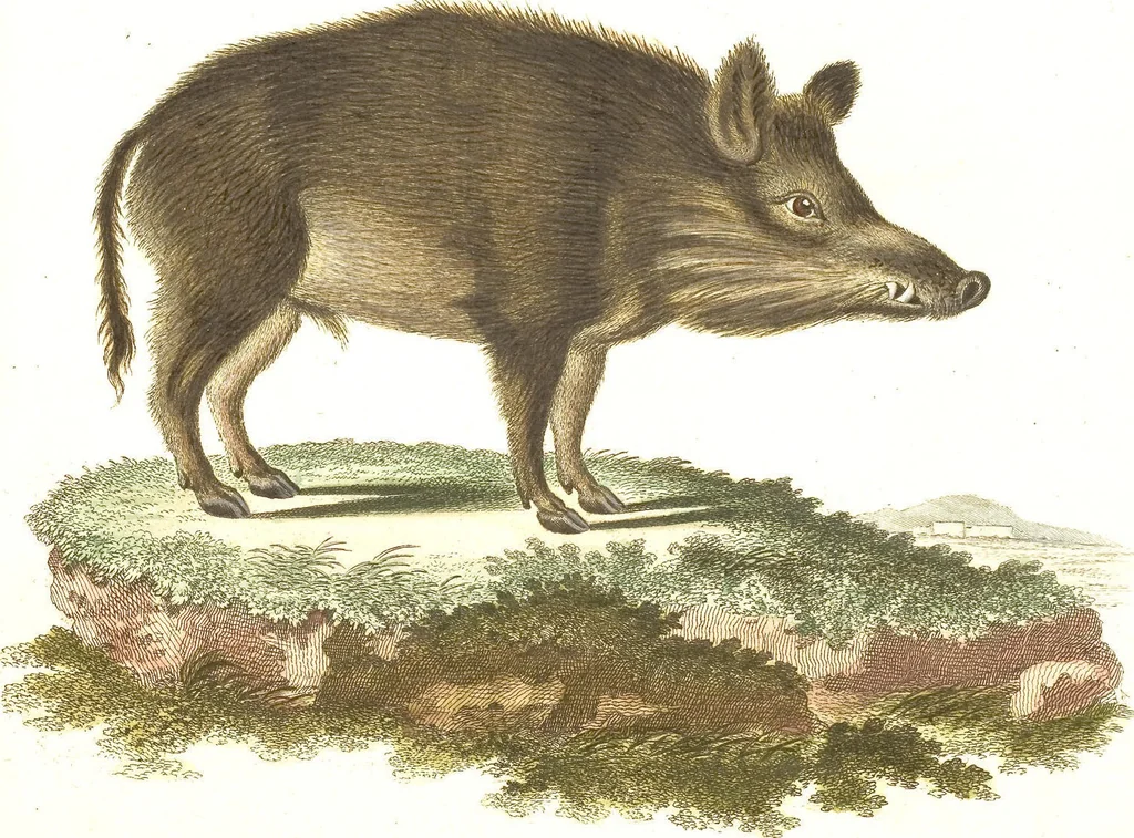 An illustration from (Tafelband 2): Theil 4 - 7 und Supplement 3 u. 4: Taf. CLXVI - CCCLXXXIV, 1792, leaf 329