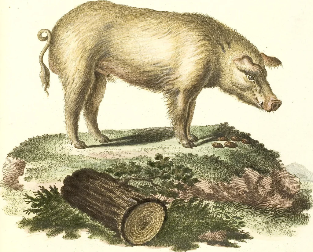 An illustration from (Tafelband 2): Theil 4 - 7 und Supplement 3 u. 4: Taf. CLXVI - CCCLXXXIV, 1792, leaf 330