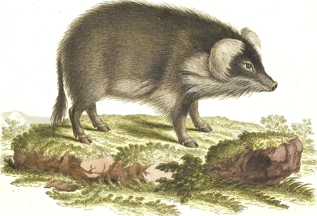An illustration from (Tafelband 2): Theil 4 - 7 und Supplement 3 u. 4: Taf. CLXVI - CCCLXXXIV, 1792, leaf 332
